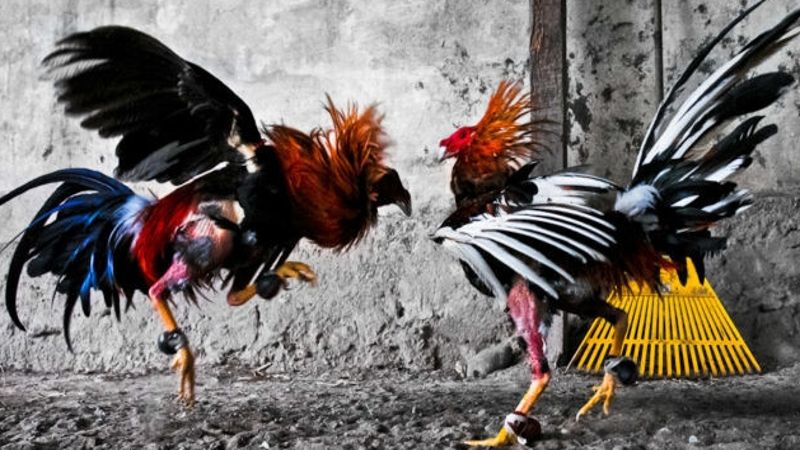 Experience cockfighting at JILIWIN with its exciting mix of styles