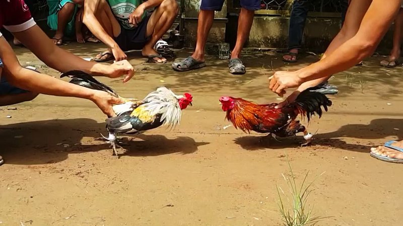 Rules for cockfighting that beginners need to know
