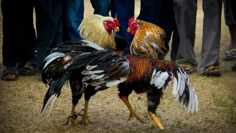 A few tips on playing online cockfighting to help you win bets